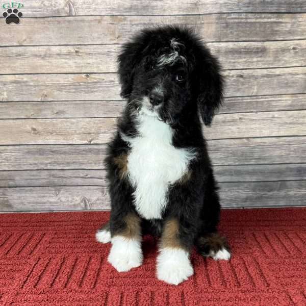 Skittles, Bernedoodle Puppy